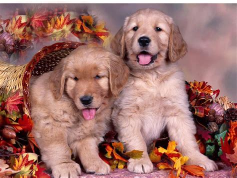 Thanksgiving Puppy Wallpapers - Wallpaper Cave