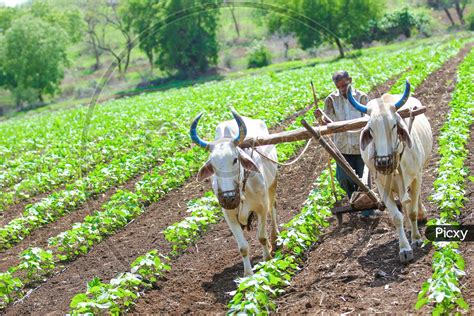 Why Do Farmers Plough The Field - Farmer Foto Collections