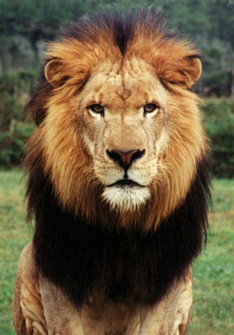 17 Best images about Lions Panthera Leo | Lion, Search and Faces