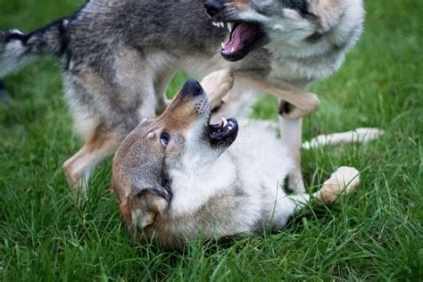 Two Wolf-like Dogs Are Fighting Stock Photo - Image of gray, official ...