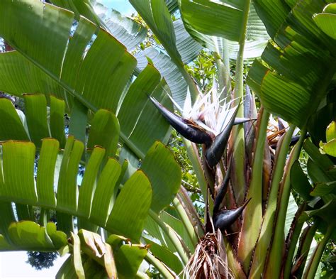 Árboles con alma: Strelitzia Alba (Strelitzia augusta)