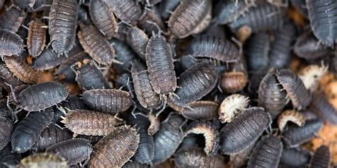 How to Prevent and Get Rid Of Woodlice In the House | Pest Defence