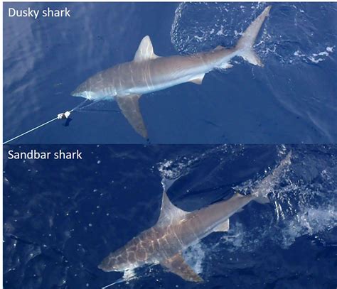 Shark Identification for Cooperative Shark Tagging Program (S-W) | NOAA Fisheries