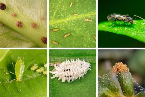 Learn to identify, control and prevent common houseplant pests. Complete guide to making sure ...