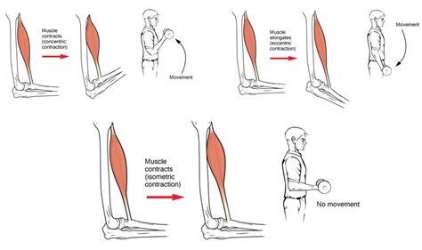 Nervous System Control of Muscle Tension | Anatomy and Physiology I