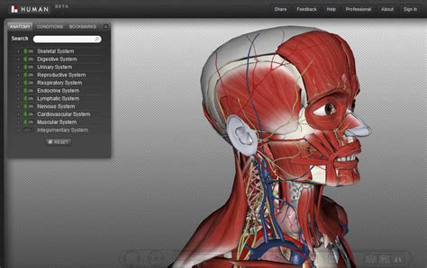 شرح Biodigital human لرؤية الانسان وهو هيكل عظمى واضافة اللحم له - See ...