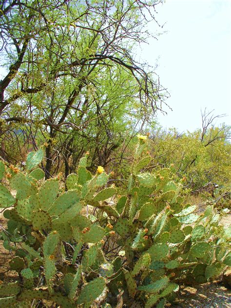 Mesquite Trees – Common trees in Las Vegas - Nevada Tree Service