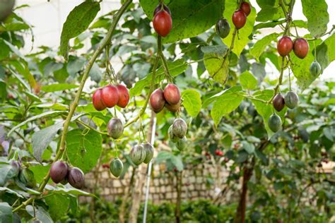 Tamarillo: how to grow & care for the tree tomato - Plantura