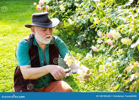 Senior Man Gardening in the Backyard Garden. Old Man Working in Garden. Stock Photo - Image of ...