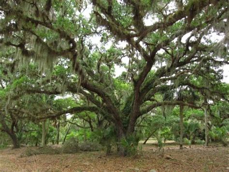 16 Common Types of Oak Trees in Florida (Including Native)