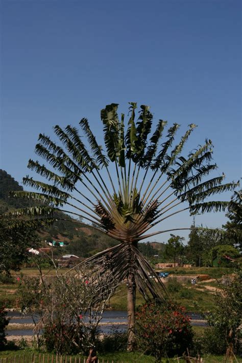 Ranomafana National Park, Madagascar - Tips & Guide | Trip Ways