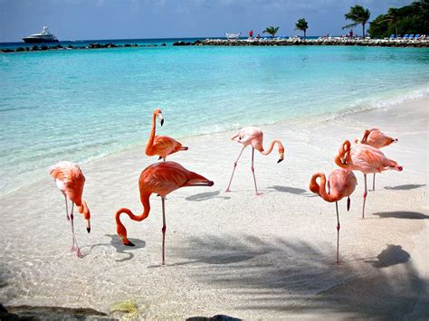 Visita la bonita Playa Celestún en Yucatán – El Heraldo de San Luis Potosí.