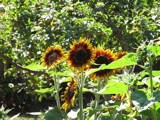 Sunflowers | These attractive sunflowers had petals that wer… | Flickr