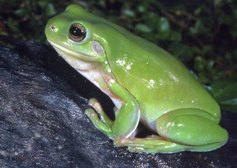 Green Tree Frog: Facts, Characteristics, Habitat and More | Animal Place