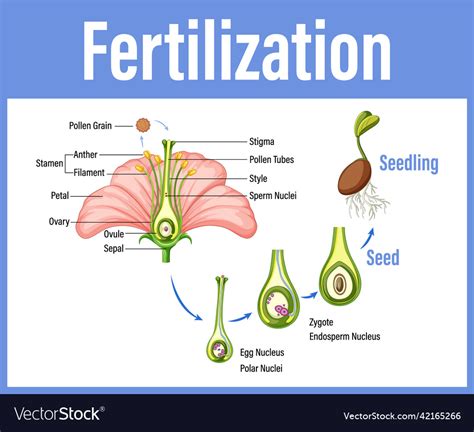 Diagram showing fertilization in flower Royalty Free Vector