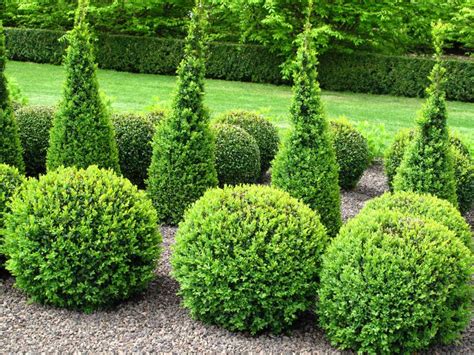 Types of Pruning Shrubs - DIA Team Gardeners based in Waddon