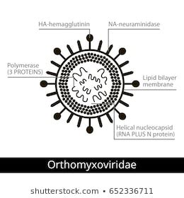 494 Virus Classification Images, Stock Photos & Vectors | Shutterstock