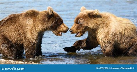 Two Alaska Brown Grizzly Bear Cubs Playing Stock Photo - Image of ...