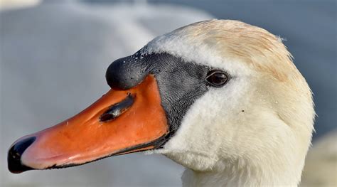 Free picture: beak, feather, portrait, skin, swan, aquatic bird, bird ...