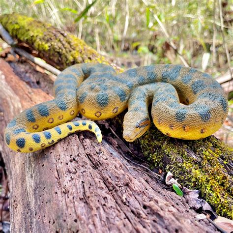 Green Anaconda Snake Toy Figure | | Safari Ltd®