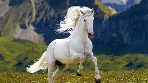 Horse Hd Photos