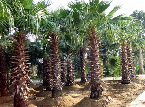 Washingtonia filifera SEEDS California fan palm | BELL Garden Company ...