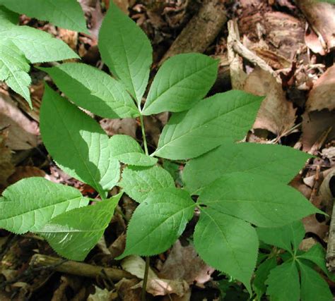 Wild Sarsaparilla (Aralia nudicaulis) - 11 - Wild Flowers of Sleepy Hollow Lake From All ...