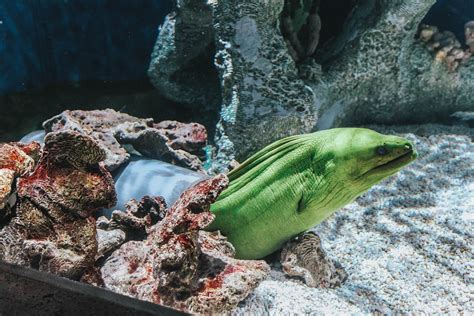 Atlanta-Aquarium-2 - The Honeyed
