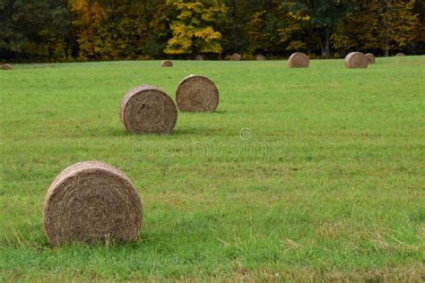 Round Hay Bales in the Field Stock Photo - Image of feed, green: 106052124