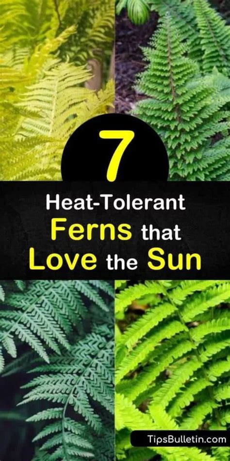 7 Heat-Tolerant Ferns for Sunny Gardens