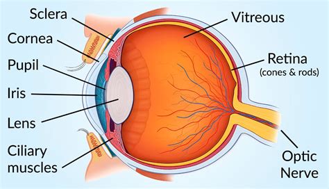 Vision and Eye Diagram: How We See