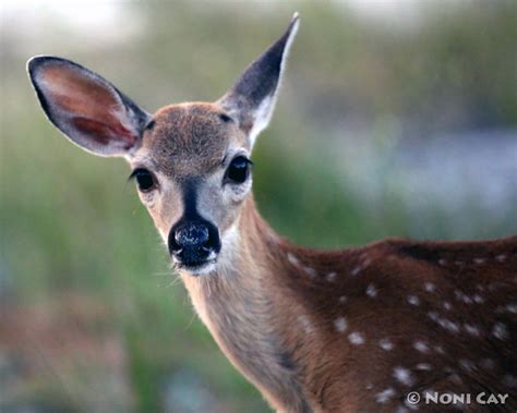 Key Deer Fawn Twins | Noni Cay Photography