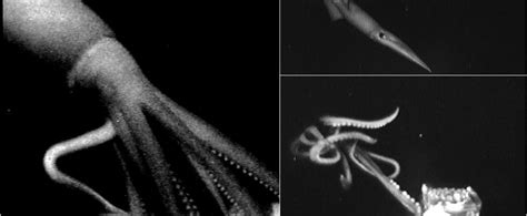 Sneaky deep-sea camera captures footage of elusive giant squid ...