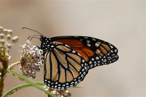 Western Monarch Biology | Western Monarch Milkweed Mapper