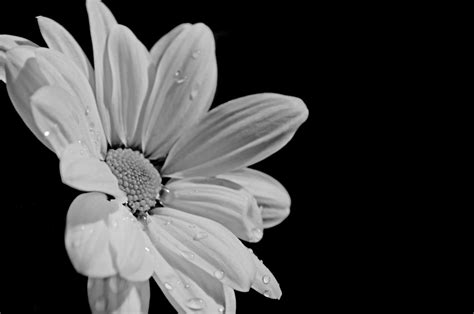 White Flower On Black Background Free Stock Photo - Public Domain Pictures