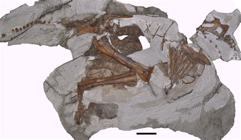 Paleontologists Find Rare Fossil of Young Dinosaur Parasaurolophus | Sci.News