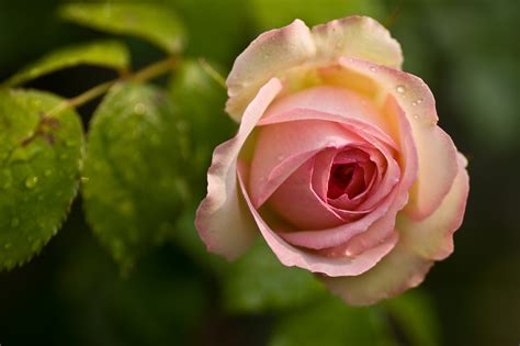 File:Pink rose flower 14.jpg