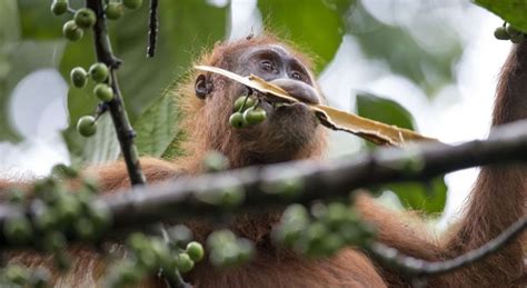 Orangutan Culture - SOCP - Sumatran Orangutan Conservation Programme