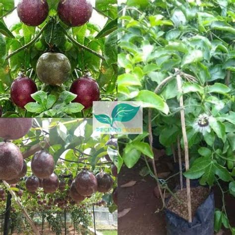 Jual Bibit pohon buah markisa ungu/Tanaman buah markisa ungu | Shopee Indonesia