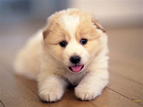 Cute Dog Wallpapers - Wallpaper Cave