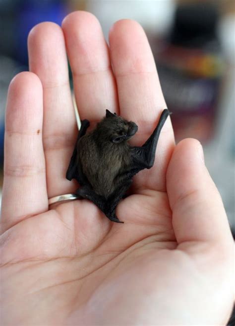 25 Of The World's Tiniest Animals | PlayBuzz