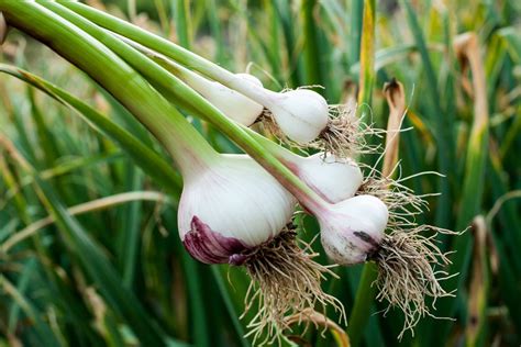 Knoblauch pflanzen: Tipps zum Setzen & Anbauen - Plantura