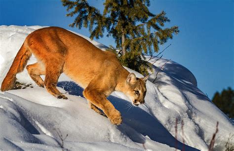 Stalking Mountain Lion in snow Photograph by Janet Ballard - Fine Art America