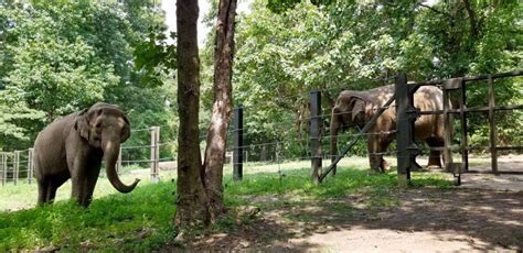 City Council bill to ban elephant captivity in NYC puts focus on Bronx ...