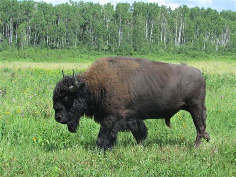 Woodland Bison | Examples of the largest land mammal native … | Flickr