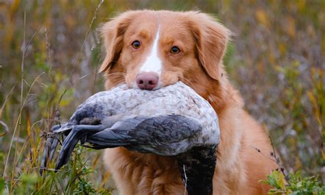 The History of the Nova Scotia Duck Tolling Retriever - Endless Migration