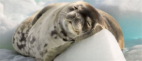 Leopard Seal - A-Z Animals