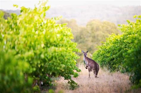 Barossa: Wine Tour with Lunch and Wine Tasting | GetYourGuide