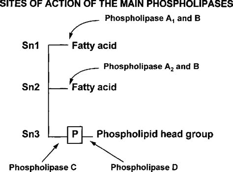 Figure 3 from The membrane phospholipid hypothesis as a biochemical basis for the ...