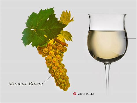 Learn About Moscato Wine and Its 5 Primary Styles